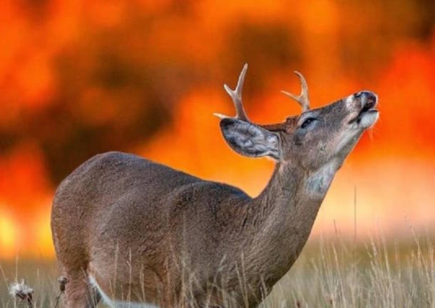 Siti di incontri per cacciatori di cervi