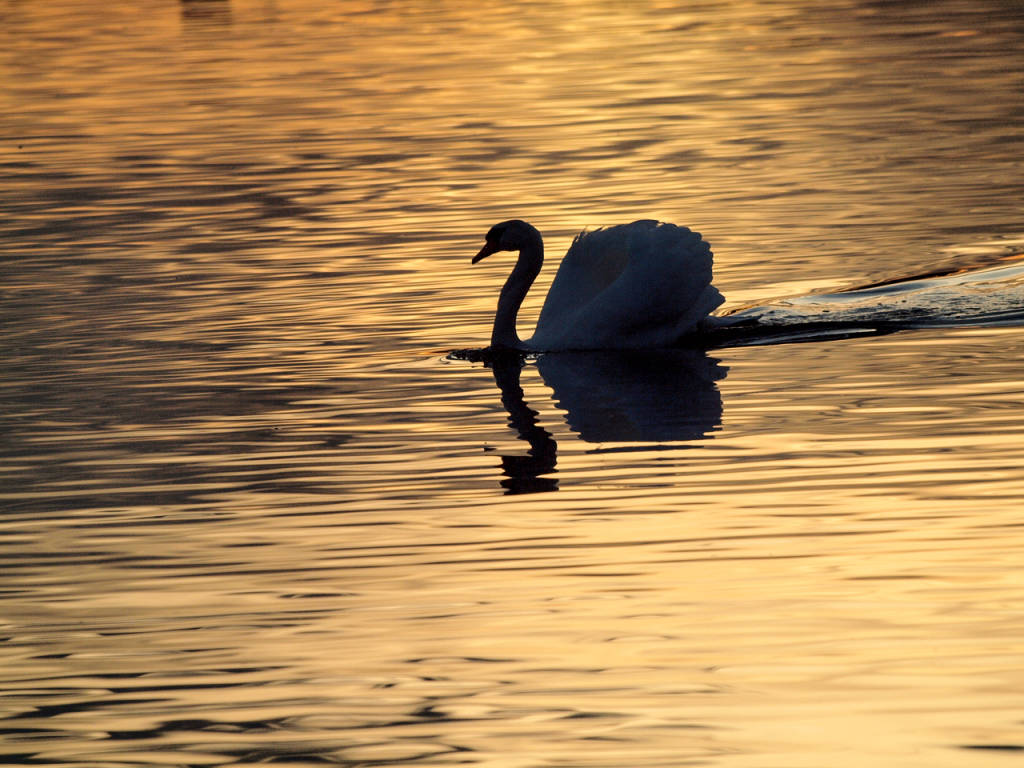 Lago dorato