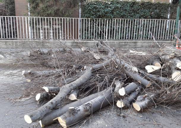 Abbattimenti in via Roma, \"Vogliamo sostituire le piante con essenze meno impattanti\"