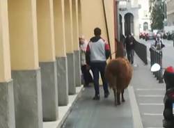 lama varese