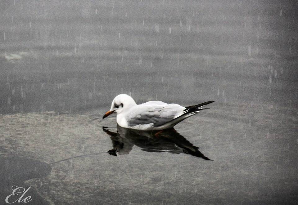 Il gabbiano e la neve - foto di Elena Impe