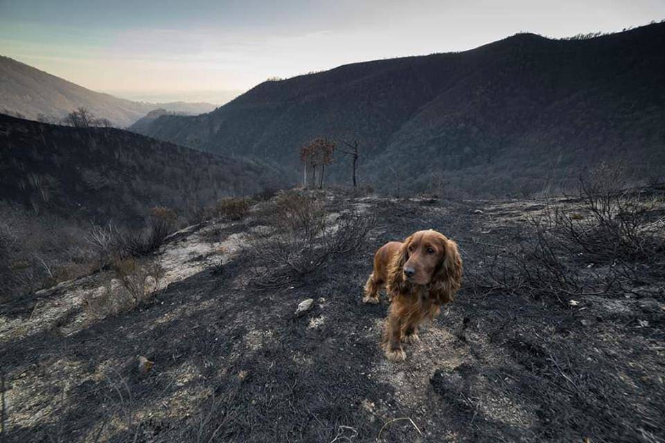 Martica, dopo l'incendio - foto di Luca Zulianello