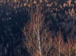 Martica, dopo l'incendio - foto di Luca Zulianello