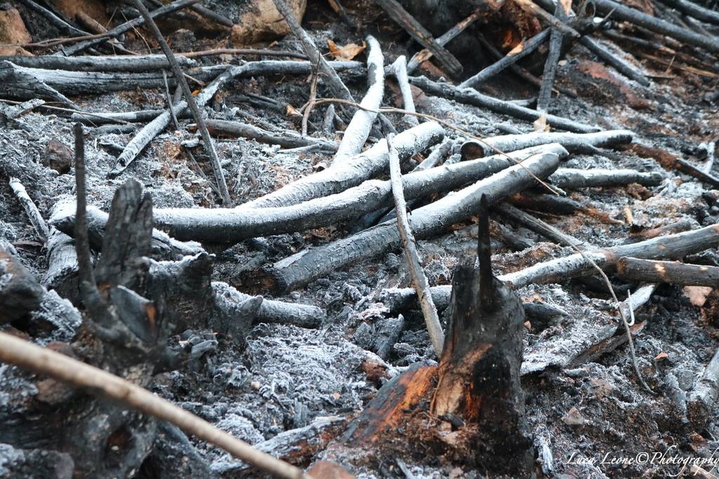 Reportage in Valganna nel bosco ferito dall'incendio (foto di Luca Leone)