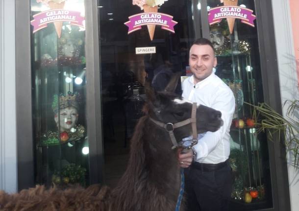 Un lama per le vie di Varese