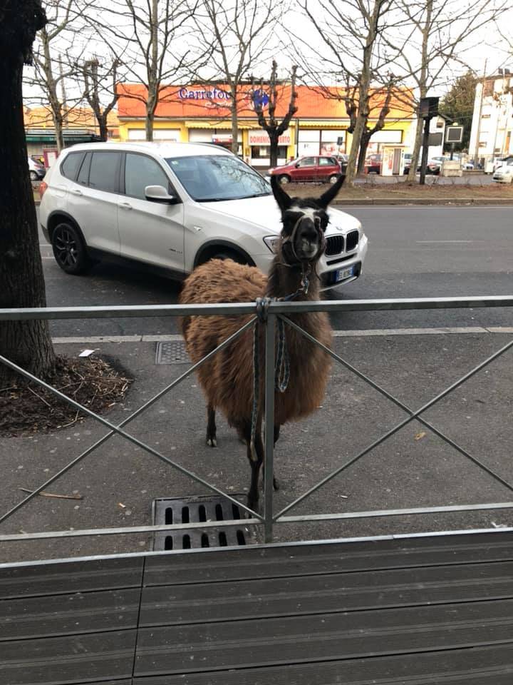 Un lama nel centro di Varese