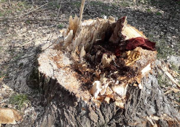 Abbattimento alberi villa Mylius