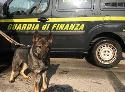 cane antidroga guardia di finanza