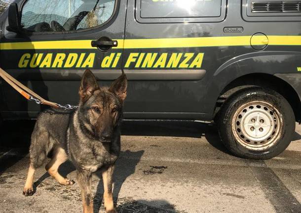 cane antidroga guardia di finanza