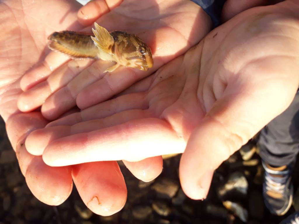 Strano pesce del Verbano