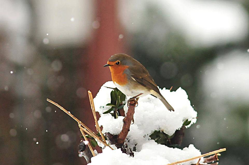 Il pettirosso - Foto di Angelo Baroni