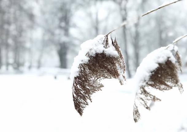 La neve del primo febbraio 2019