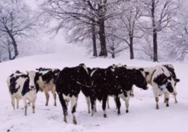 La neve del primo febbraio 2019