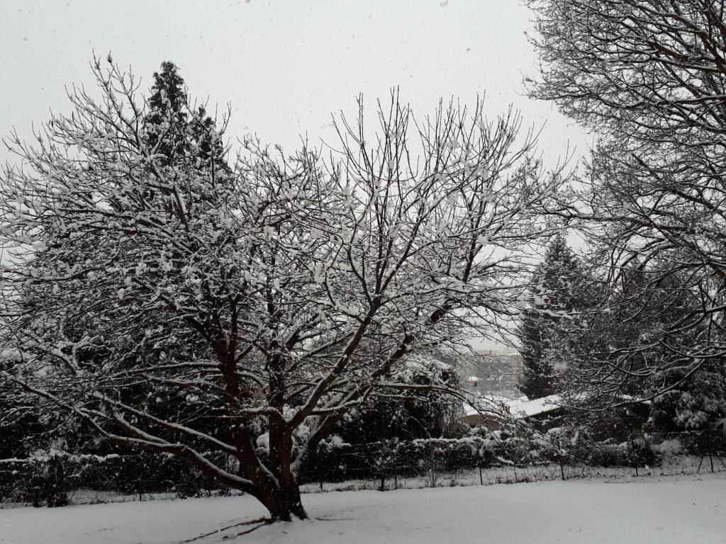 neve