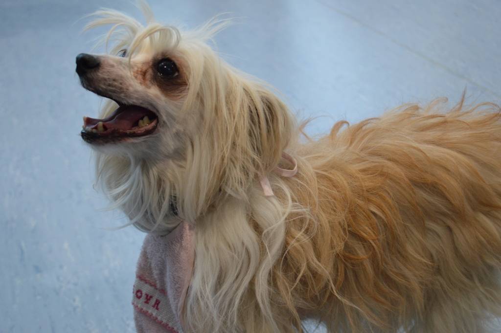 Pet Therapy al Del Ponte