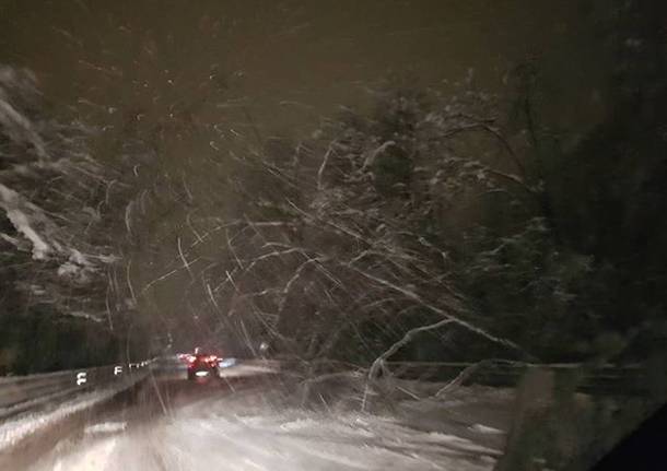 pianta pericolante neve gaggiolo