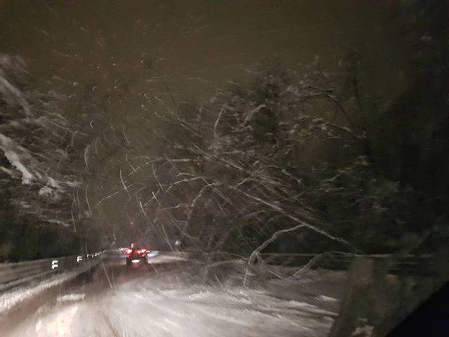 pianta pericolante neve gaggiolo