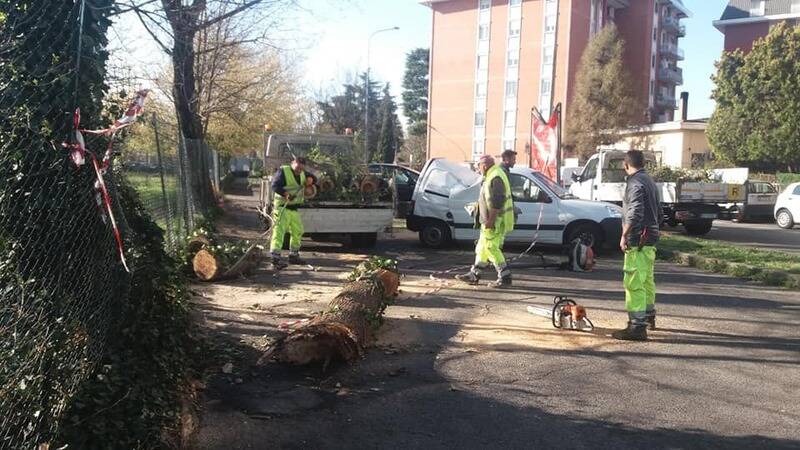 alberi abbattuti  1 