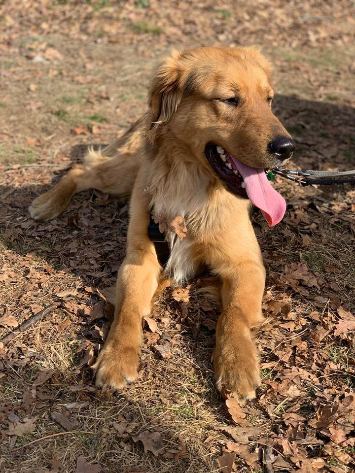 Cani da adottare Somma Lombardo