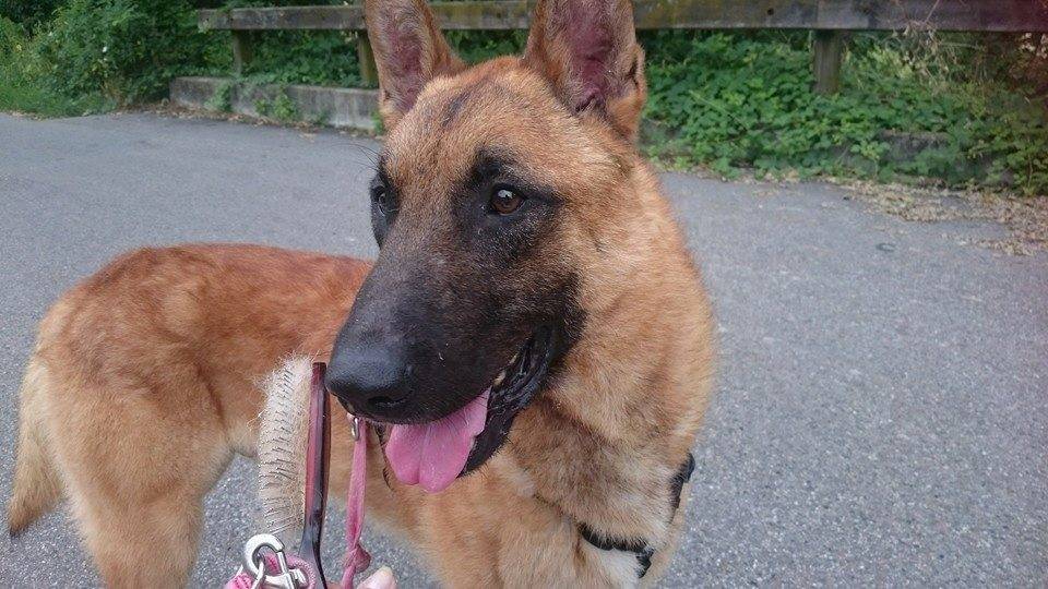 Cani da adottare Somma Lombardo