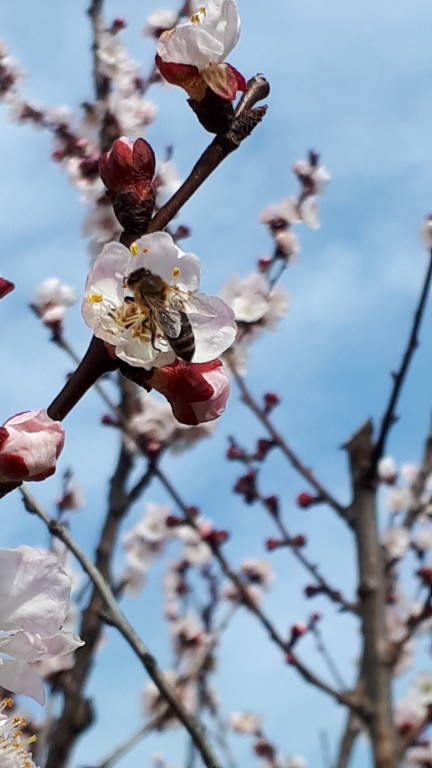 Primavera a Sumirago