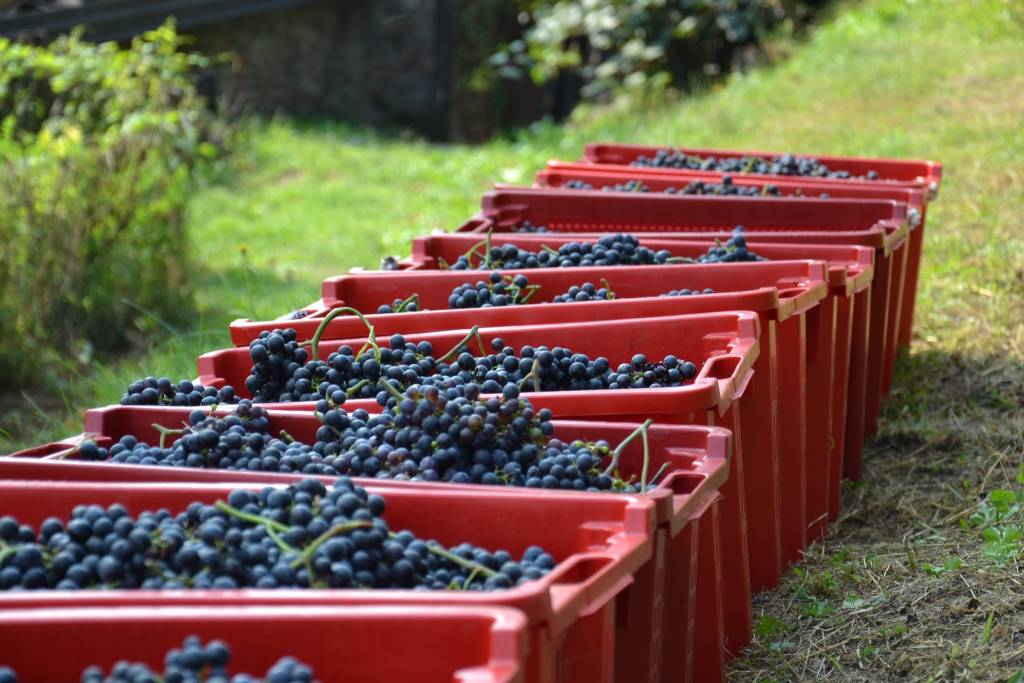 Don Antonio Mazzi presenta il vino della Collegiata 2017
