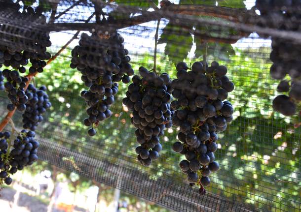 Don Antonio Mazzi presenta il vino della Collegiata 2017