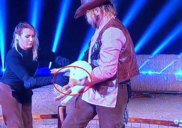 animali ciao darwin