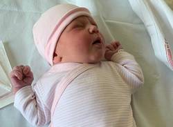 adelaide mazzoleni