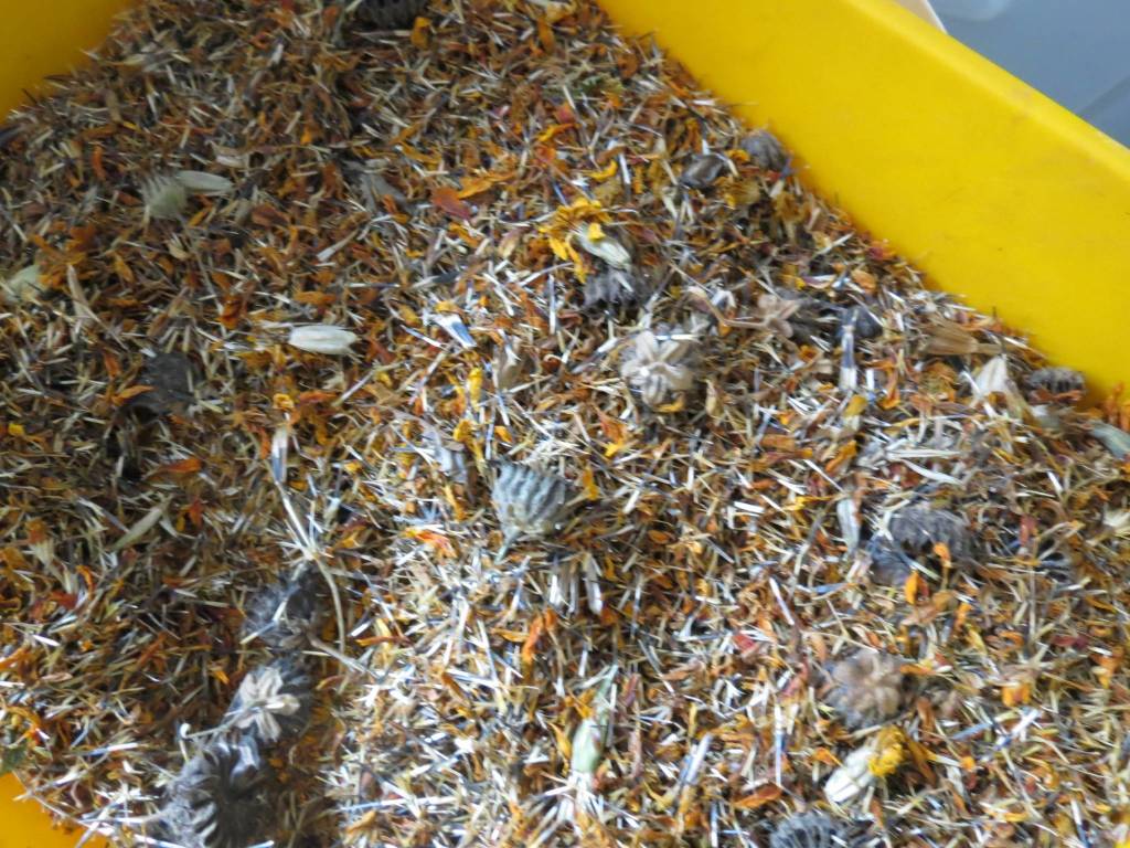 Il "Friday for future" delle scuole dell'istituto compresivo di Comerio