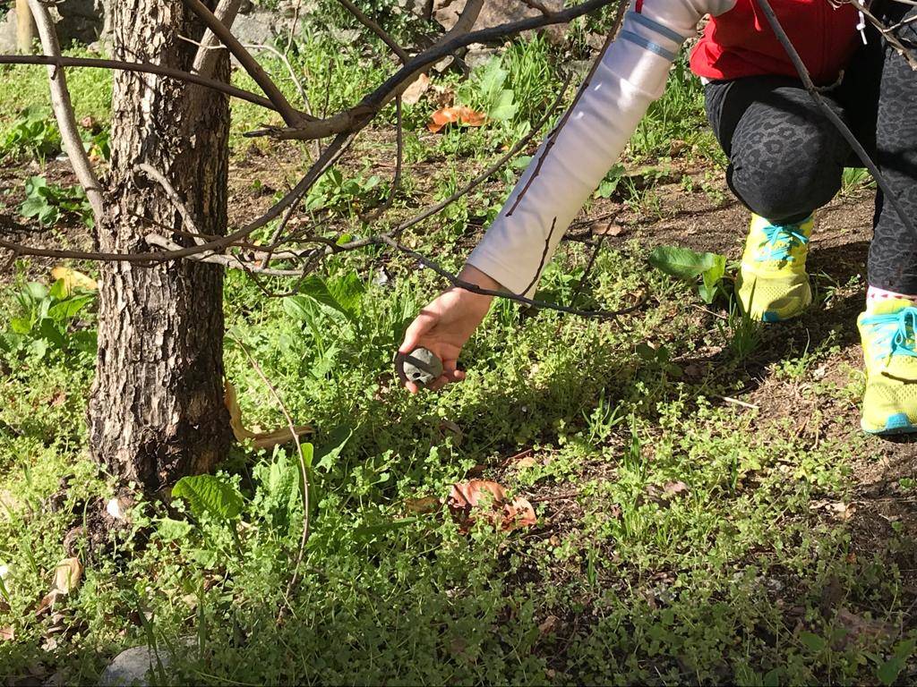 Kaki tree project 2019