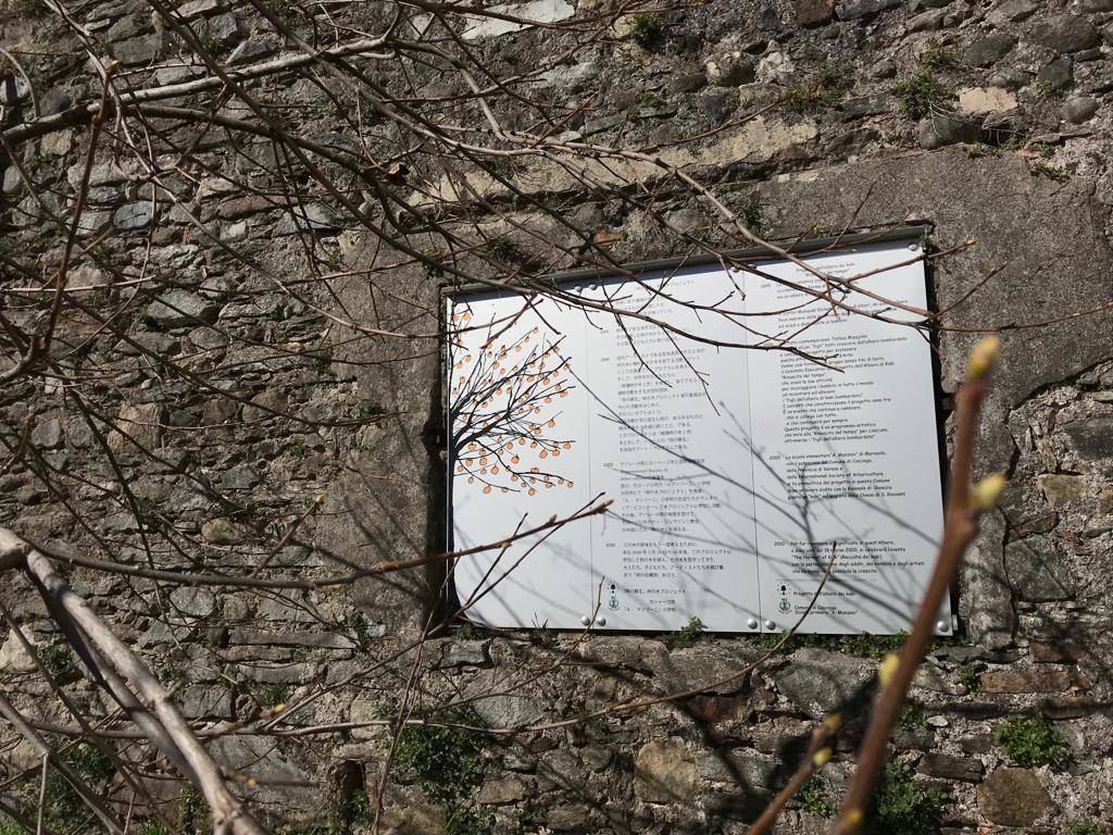 Kaki tree project 2019