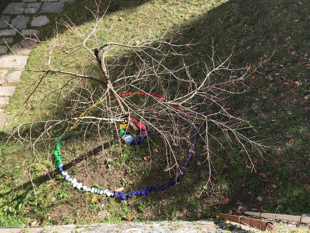 Kaki tree project 2019