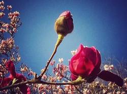Magnolia