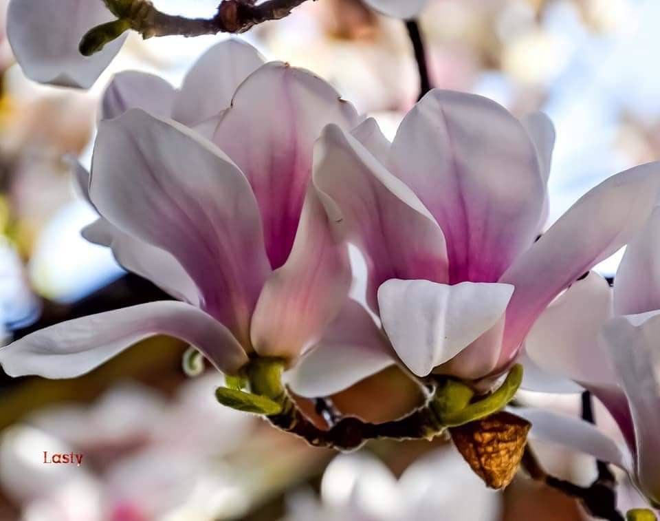 Magnolia