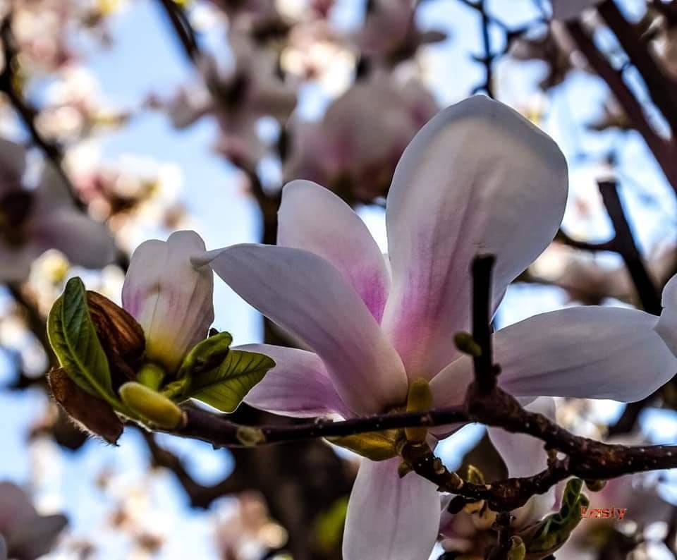 Magnolia
