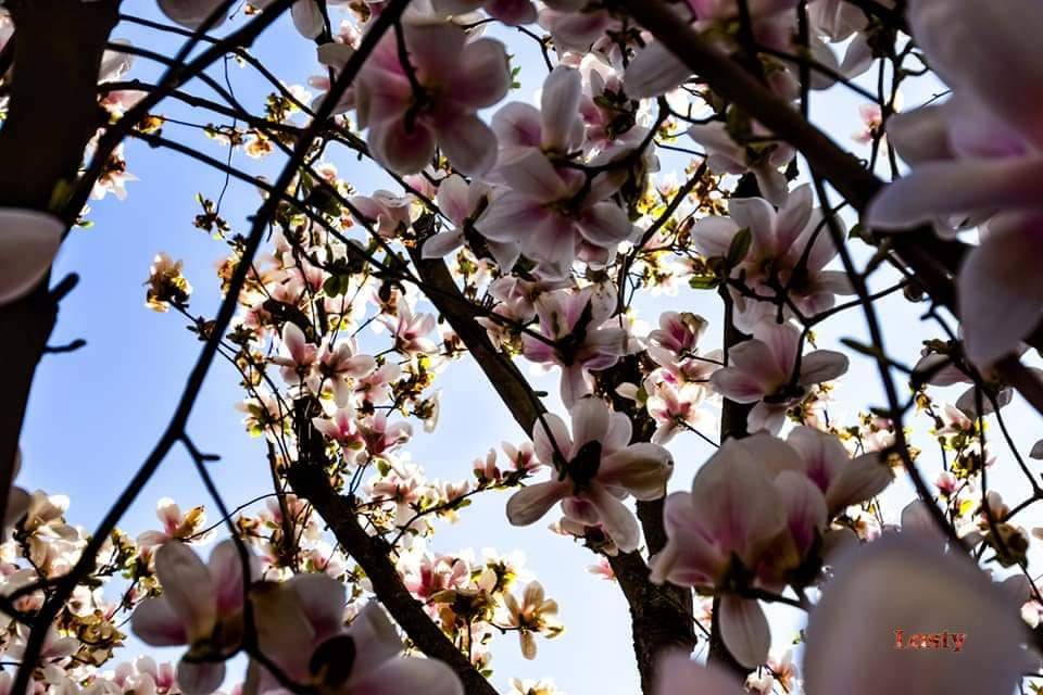 Magnolia
