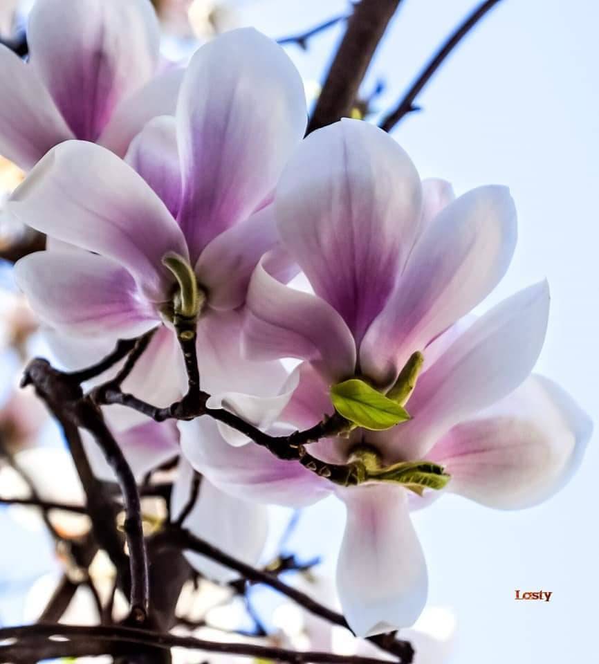 Magnolia
