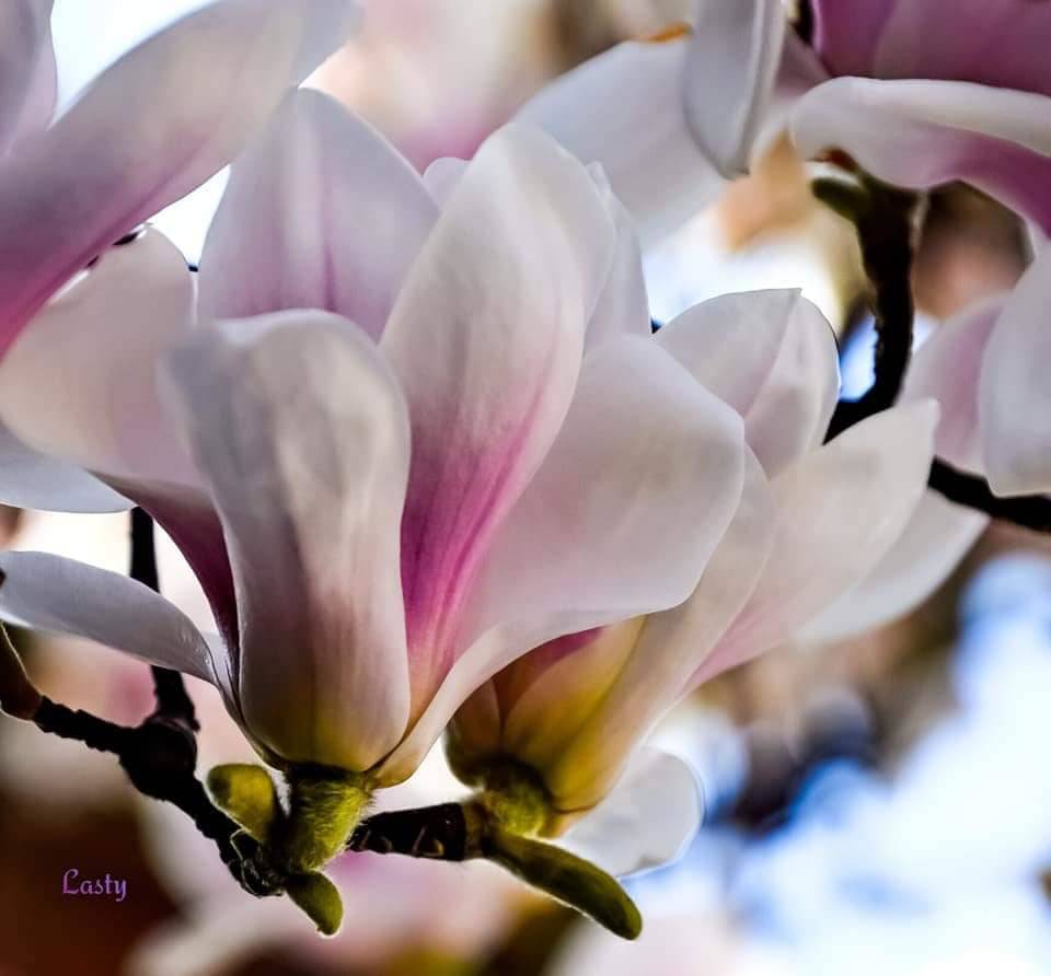 Magnolia