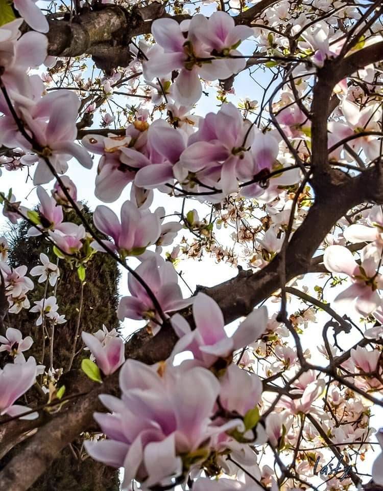 Magnolia