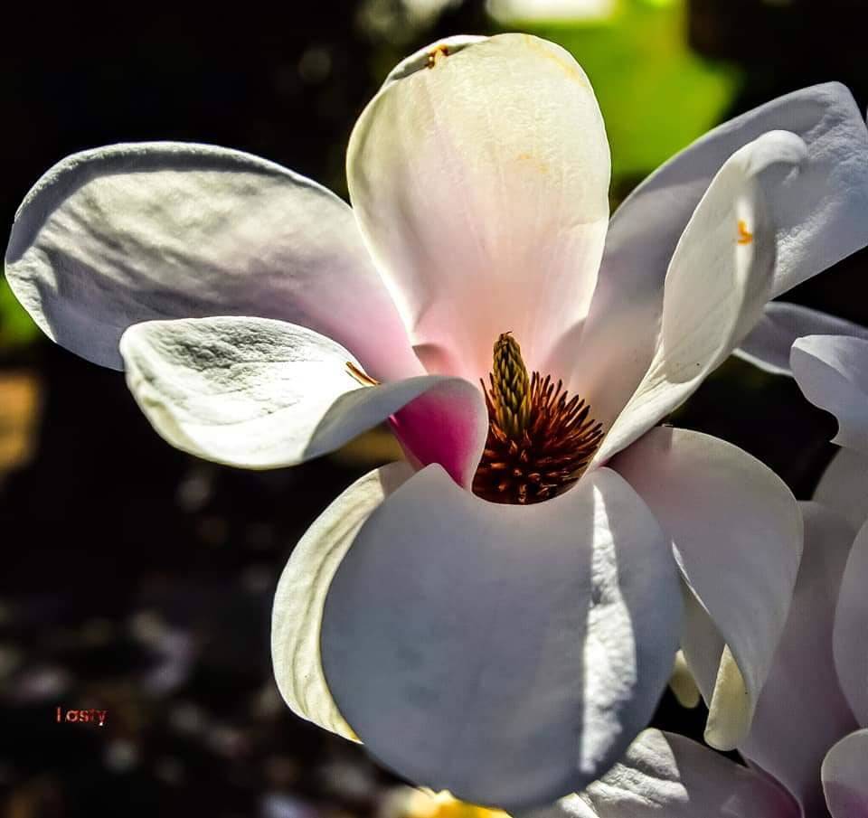 Magnolia