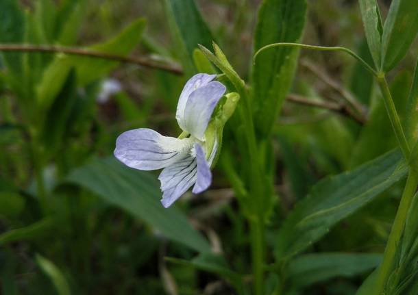 parco del mincio viola rara biodiversità