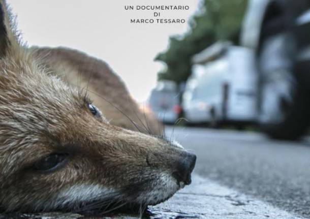 roadkill la strage ignorata