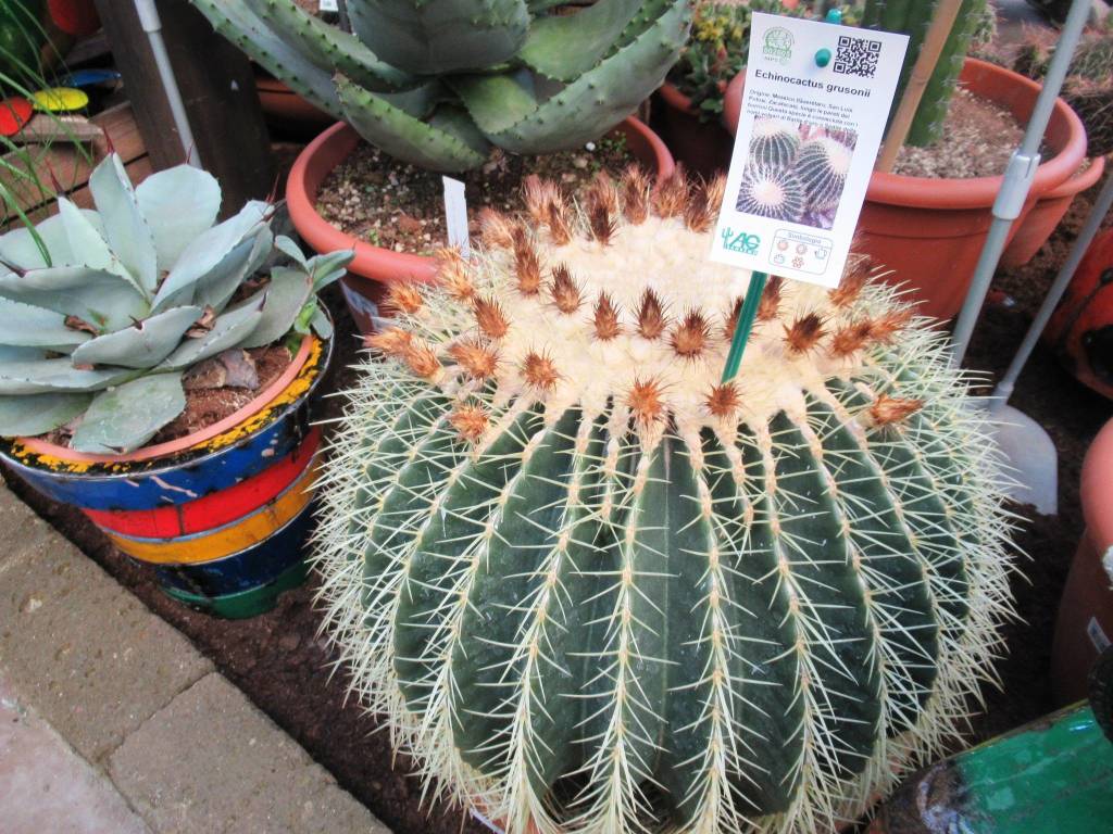 Varese Cactus 2019 - le piante