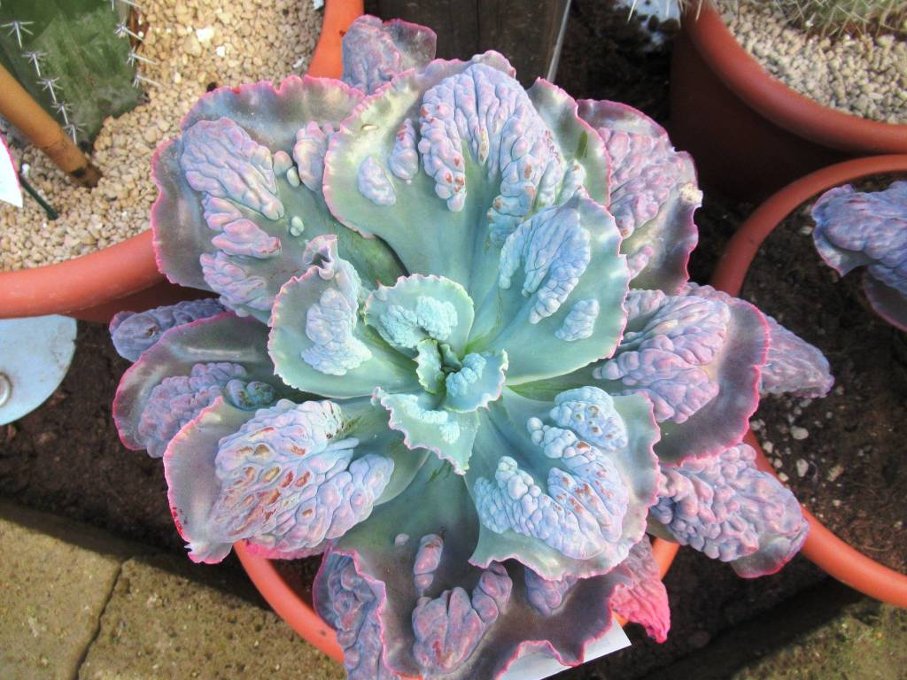 Varese Cactus 2019 - le piante