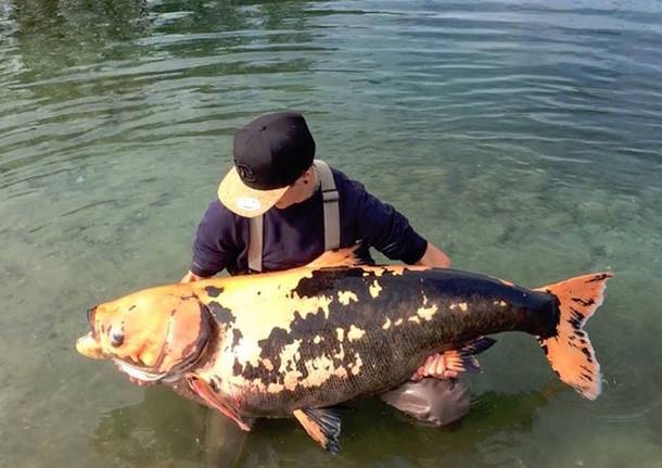 Il temolo russo nel Ticino