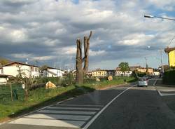 Abbattuti i grandi alberi sulla statale