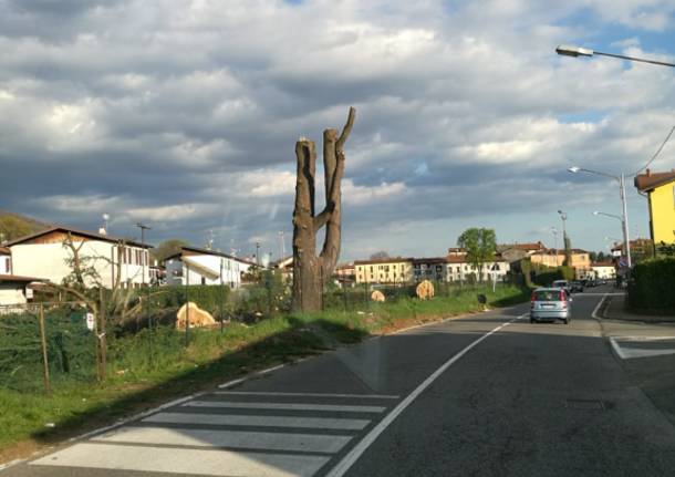 Abbattuti i grandi alberi sulla statale