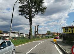 Abbattuti i grandi alberi sulla statale