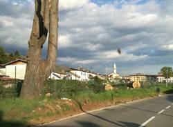 Abbattuti i grandi alberi sulla statale